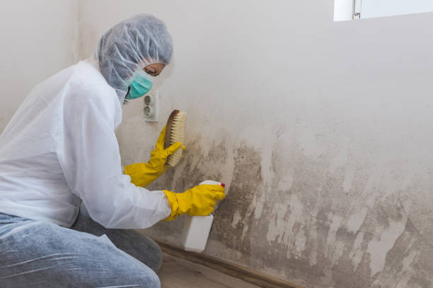 Best Industrial Mold Remediation in Easton, MD