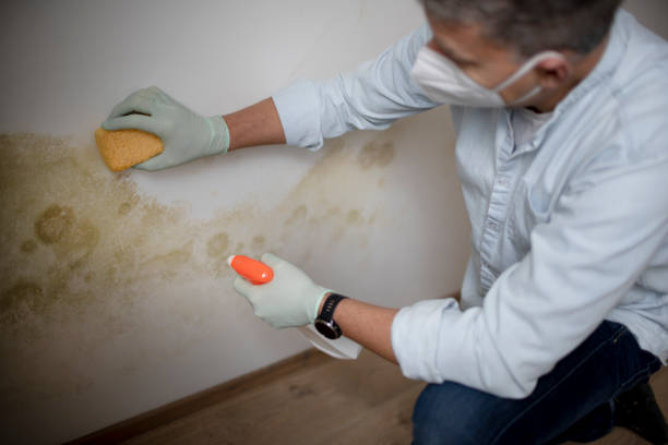 Best Commercial Mold Remediation in Easton, MD
