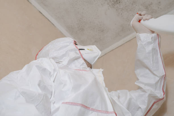 Best White Mold Remediation in Easton, MD