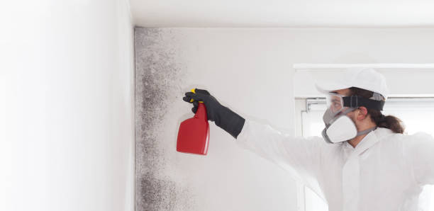 Best Residential Mold Remediation in Easton, MD