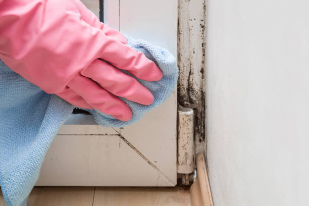 Best Health and Safety Mold Remediation in Easton, MD