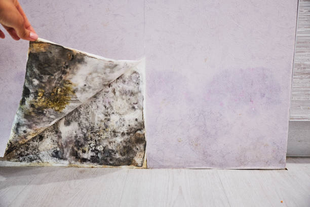 Best Kitchen Mold Remediation in Easton, MD